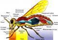 Caratteristiche generali e struttura esterna degli insetti
