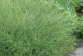 Fiore di verbena: foto, aroma, proprietà benefiche e controindicazioni Quale erba di verbena cresce dove