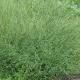 Fiore di verbena: foto, aroma, proprietà benefiche e controindicazioni Quale erba di verbena cresce dove