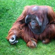 Hanno avuto origine gli oranghi.  Scimmia orango.  Stile di vita e habitat dell'orango.  Aspetto e comportamento di un orango