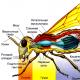Karakteristik umum dan struktur luar serangga